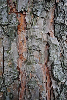 Old wood texture of tree bark.