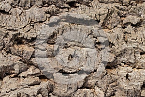 Old wood texture of tree bark closeup
