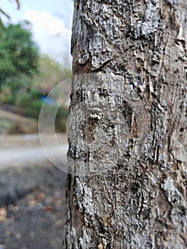 Old wood texture of tree bark