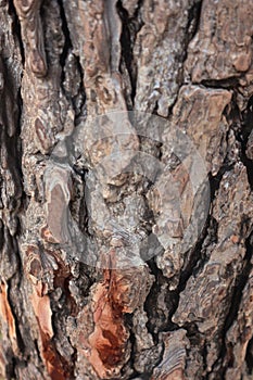 Wooden texture. Crimean pine tree, close-up view-Close up of a pine tree trunk in a forest-Bark of Pine Tree