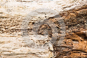 Old wood texture. A tree brought by a storm. Abstract background.