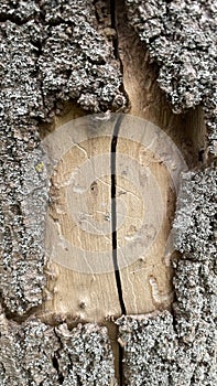 Old wood texture. Wood background with natural pattern. Wood texture with natural pattern.Old tree bark texture.