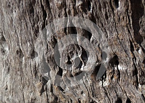 Old wood textured background