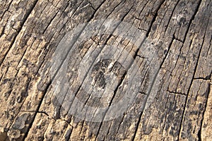 Old wood textures background