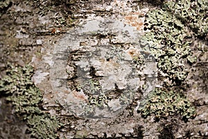 Old wood tree bark cortex texture with moss. Old birch tree. Selective focus.