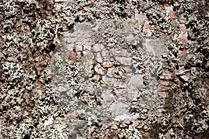 Old wood tree bark cortex texture with moss. Old birch tree. Selective focus.