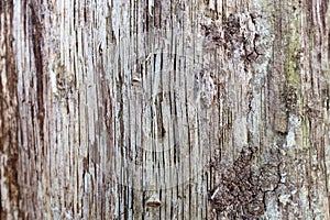 Close up of a Bark texture on an Old Wood Tree