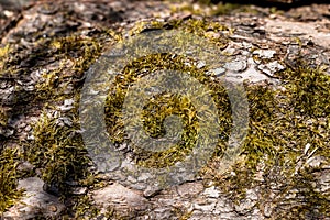 Old wood tree bark texture with green moss. Moss on old tree. Wooden texture.