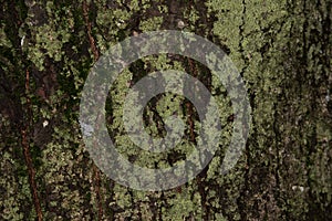 Old wood tree bark texture with green moss, tree bark