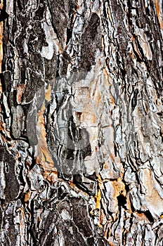 Old wood tree bark texture. Nature background