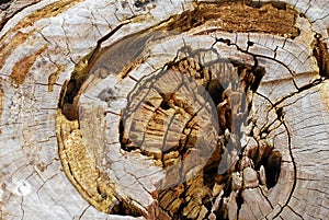 Old wood tree rings background