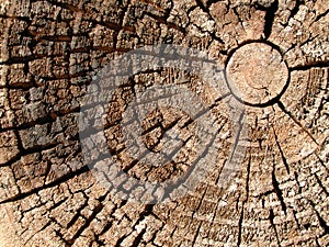 Viejo madera un árbol anillos textura 