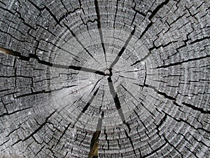 Old Wood Tree Rings Texture