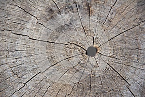 Old Wood Tree Rings Texture-1.