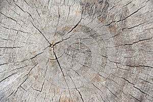 Old Wood Tree Rings Texture-2.