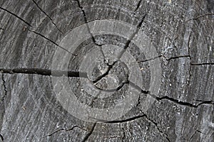 Old Wood Tree Rings Texture. Blackened cut of a tree