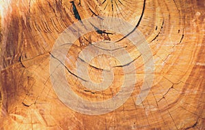 Old Wood Tree Rings Texture of Eucalyptus