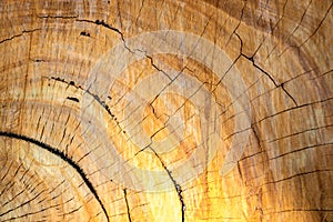Old Wood Tree Rings Texture of Eucalyptus Australian Nilgiri tree
