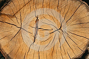 Old Wood Tree Rings Texture