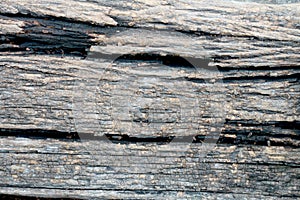 Old wood tree texture background.