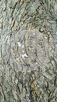 Old Wood Tree Texture Background Patternn