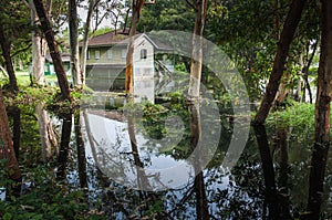 Old wooden abandoned house in a jungle with flooded from the lake