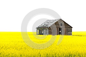 Old wooden abandoned house on the yellow field