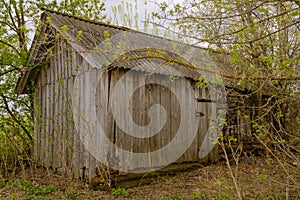 Old wooden abandoned hut among trees