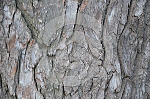 Old wooden background Bark of Elm. Seamless Tileable Texture