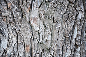 Old wooden background Bark of Elm. Seamless Tileable Texture