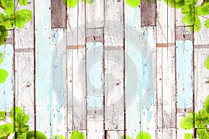 Old wooden background with green tree frame