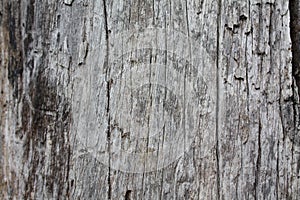 Old wooden background,texture of 100 year old wood