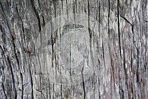 Old wooden background,texture of 100 year old wood