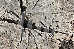 Old wooden background,texture of 100 year old wood