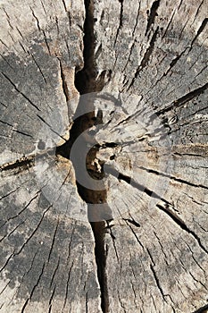 Old wooden background,texture of 100 year old wood