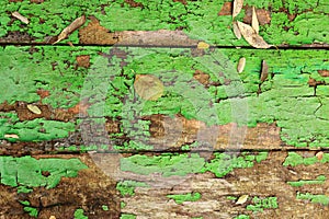 Old wooden background texture of boards with cracked green paint. table. Autumn yellow brown fallen leaves on shabby