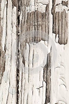 Old wooden background with white chapped paint