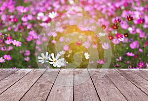 Old wooden balcony terrace floor with colorful cosmos flowers blooming in the field