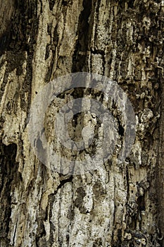 Old wooden bark background with broken line