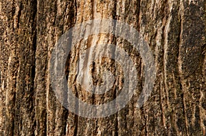 Old wooden bark textured