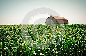 Old wooden barn in the cornfield