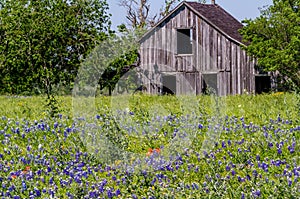 Old Wooden Barn in a Texas Field of Wildflowers