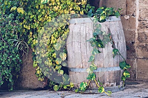 Old wooden barrel covered with leaves of a green plant near a wall