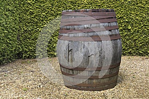 Old wooden barrel standing in front of green tall bushes.