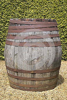 Old wooden barrel standing in front of green tall bushes.