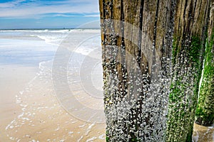 Old wooden beams from former pier on a beautiful beach