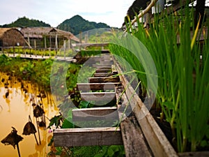 The old wooden beams which extended from the bridge that was built to cross the lotus pond. Along the pathway, with spring onions