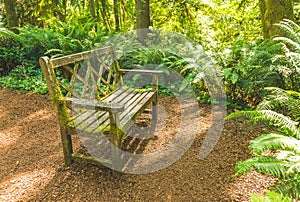 A old wooden bench in the beautiful botanical garden with sunlight shadow and shade in the day  time