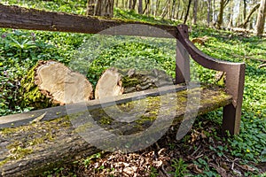 Old wooden bench covered with moss, trunk and stump beside her o