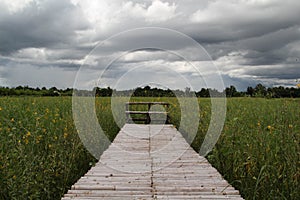 Wooden bench on the flower field.